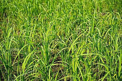 《塞尔达传说：时之笛》虚幻5.2山道演示分享